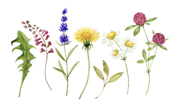wildflowers