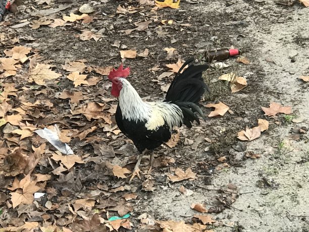 cock