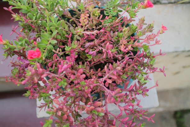 crassula