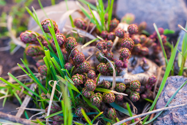 rhodiola