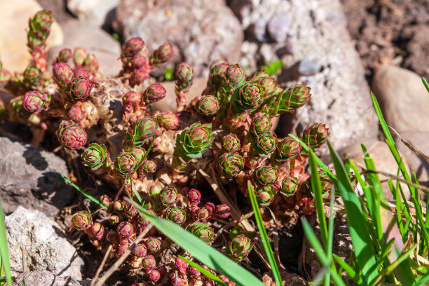 rhodiola