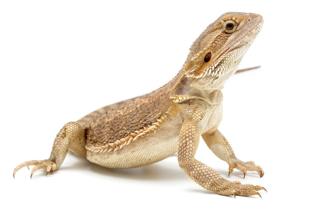 agama