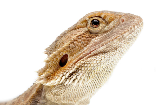 agama