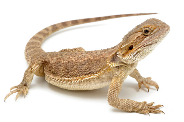 agama