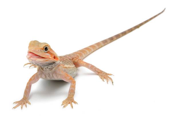 pogona