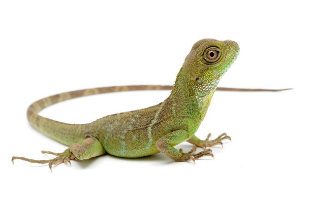 agama