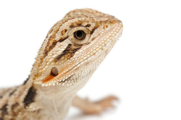 agama