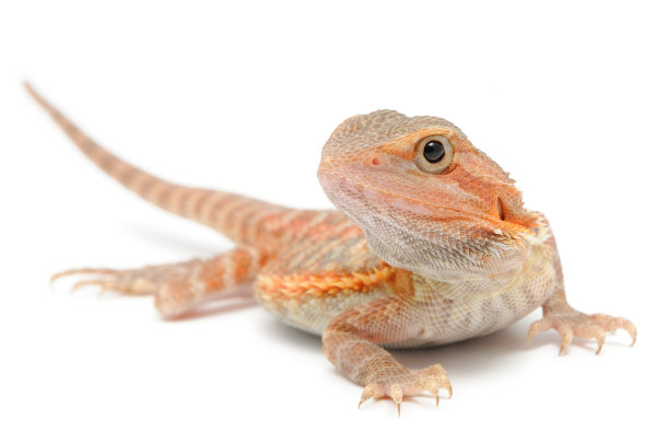 pogona