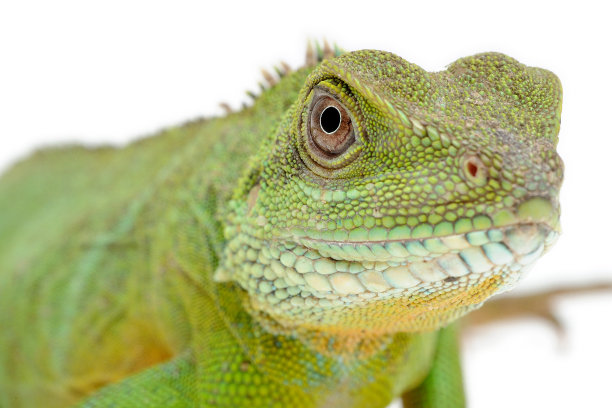 agama