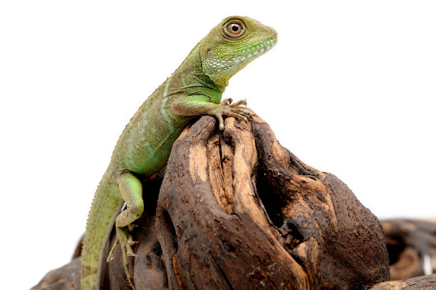 agama