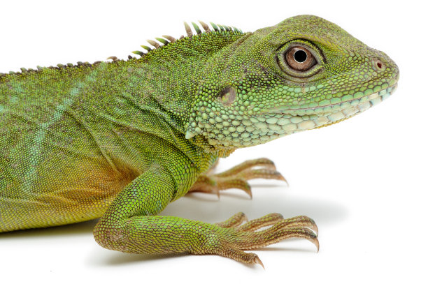 agama