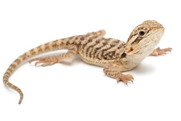 pogona