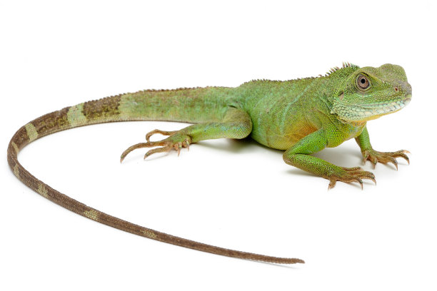 agama