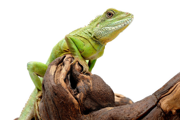 agama