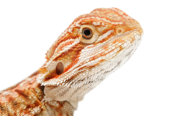 agama