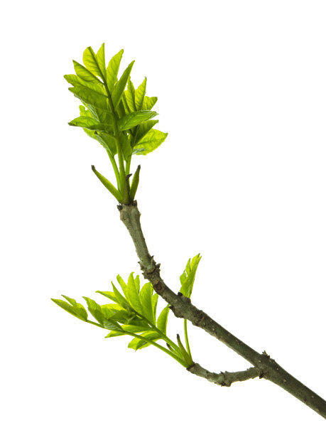 twig