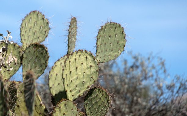 saguaro