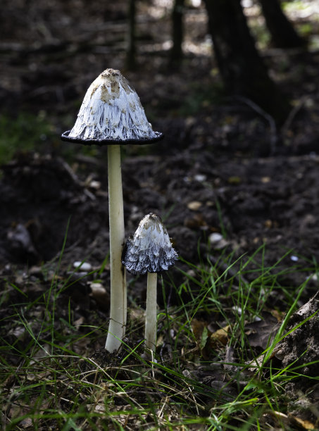 coprinus