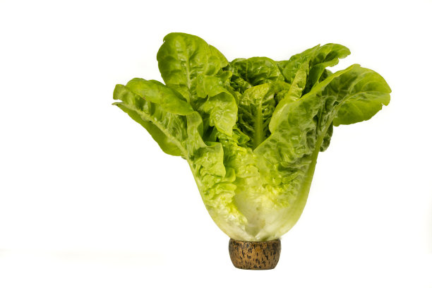 romaine
