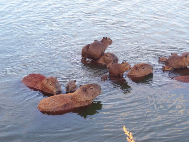 capybara