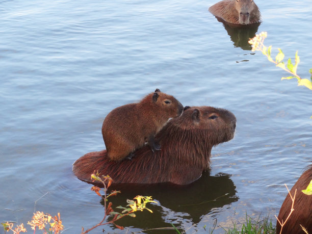 capybara