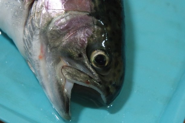 salvelinus