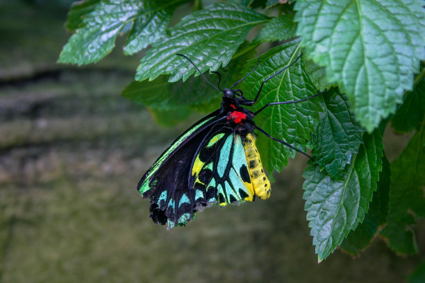 ornithoptera