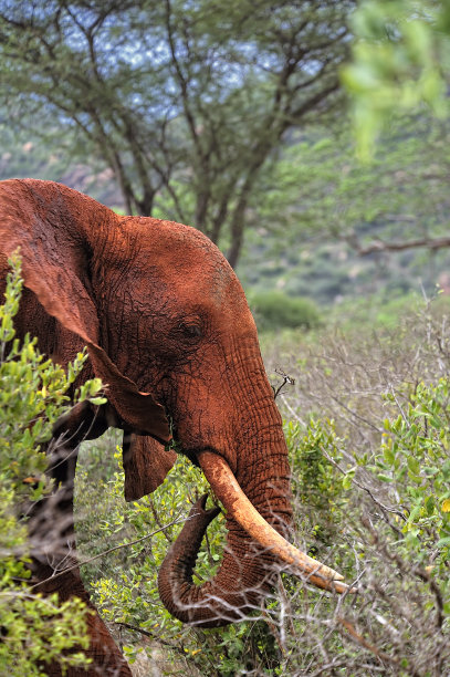 pachyderm
