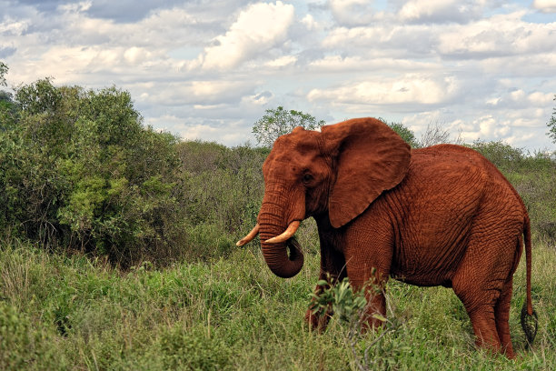 pachyderm