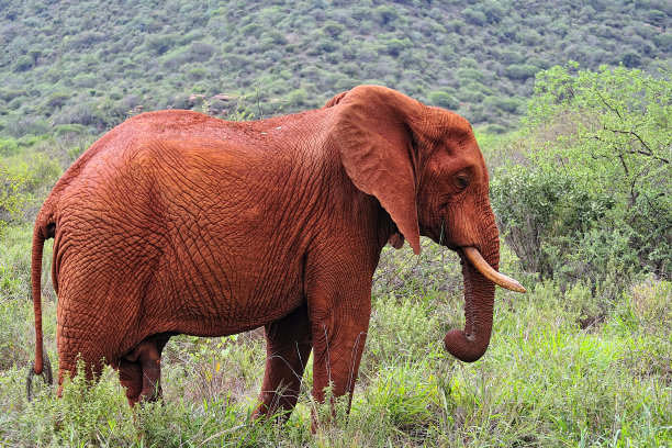 pachyderm