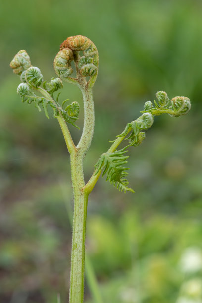 fiddlehead