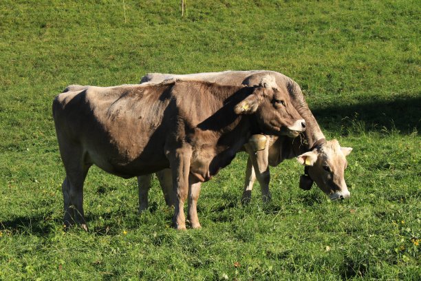 牛犊,奶牛,黄牛,畜牧,养殖