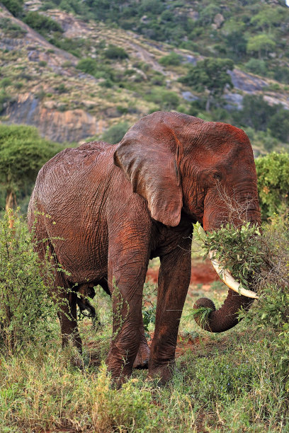 pachyderm