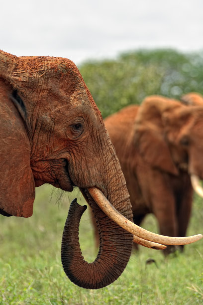 pachyderm