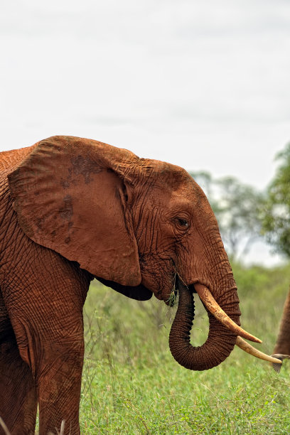 pachyderm