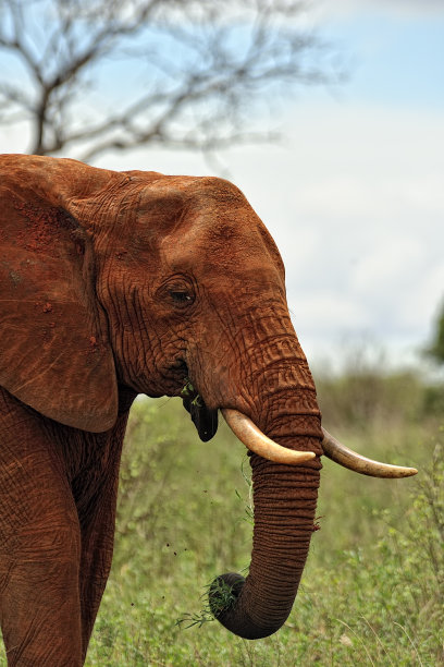 pachyderm
