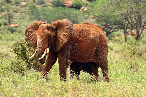 pachyderm