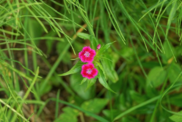 花蕾,花簇,植物学