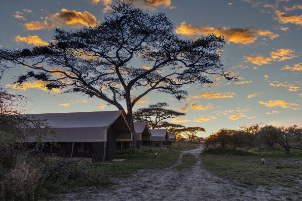 serengeti