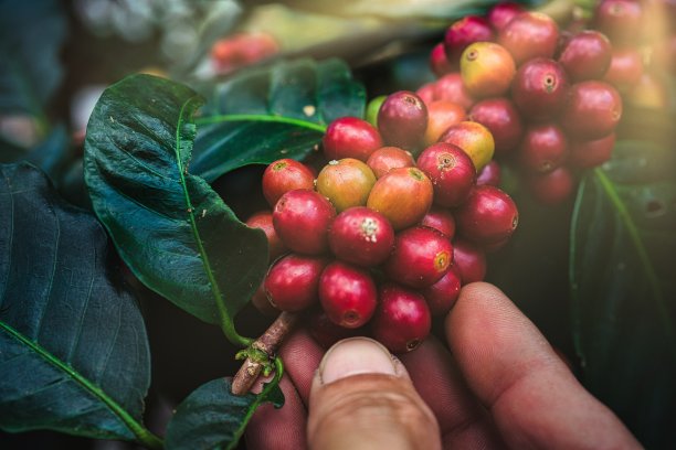 采摘咖啡豆