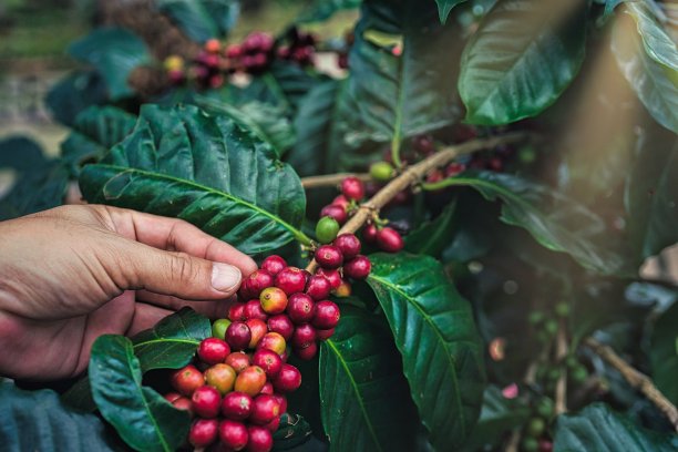 采摘咖啡豆
