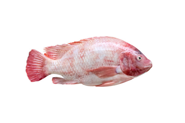 tilapia