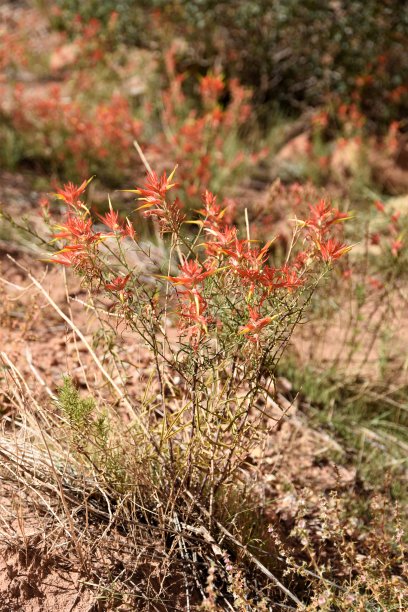 hawkweed