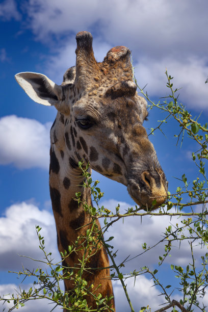 tanzania