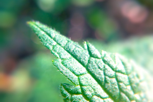 nettles