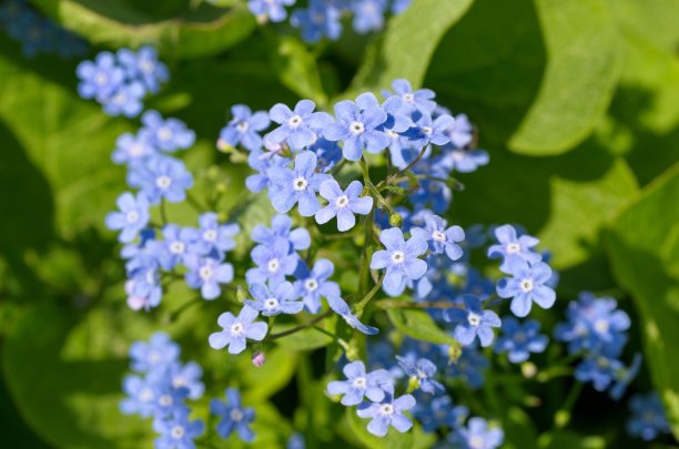 brunnera