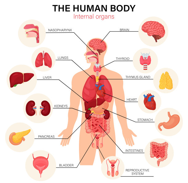 thymus