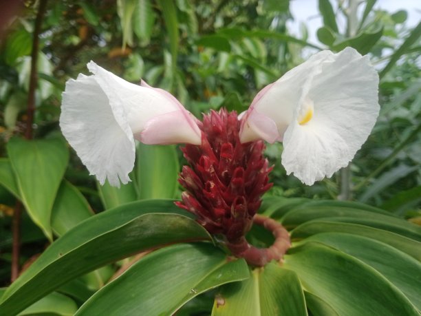 costus