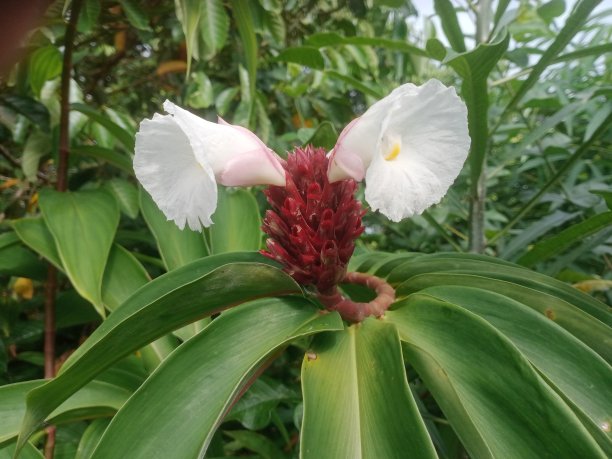 costus