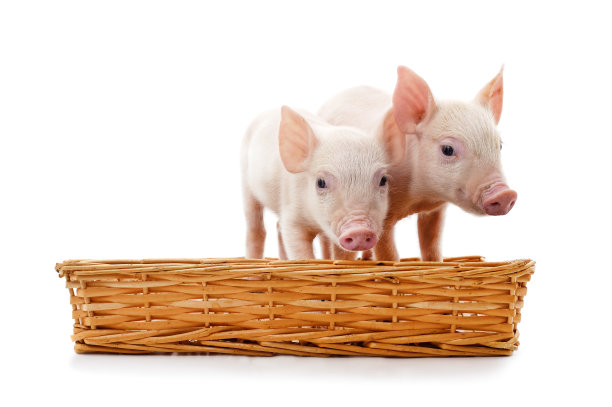 piggy